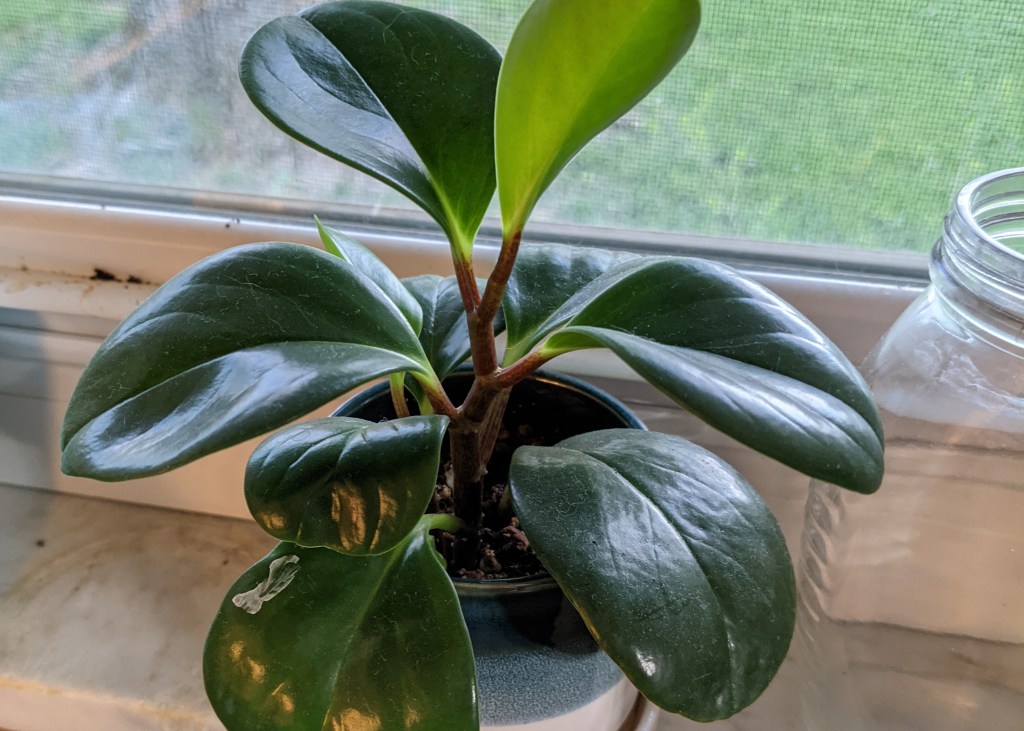 The Best Houseplant for&nbsp;Beginners