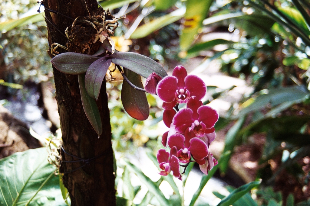Pink orchid flower with tree at Botanical Gardens