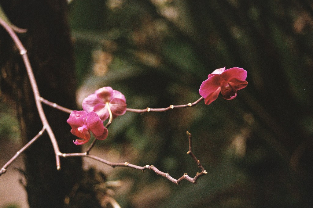 Re-Discovering Film Photography