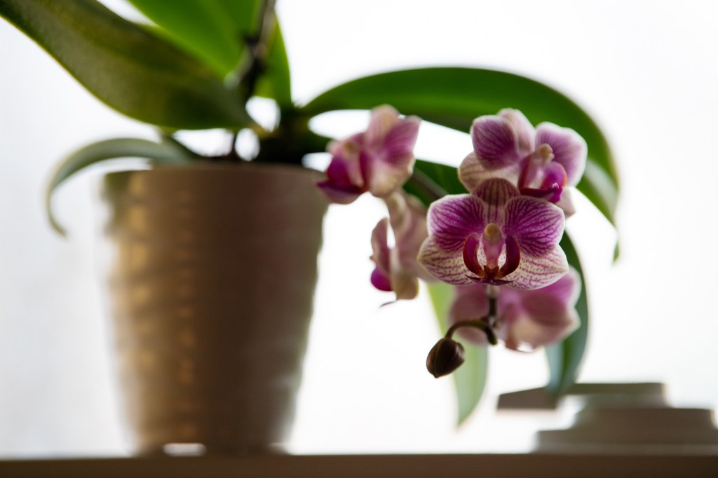 My Orchid Re-Bloomed, and Yours Can&nbsp;Too!