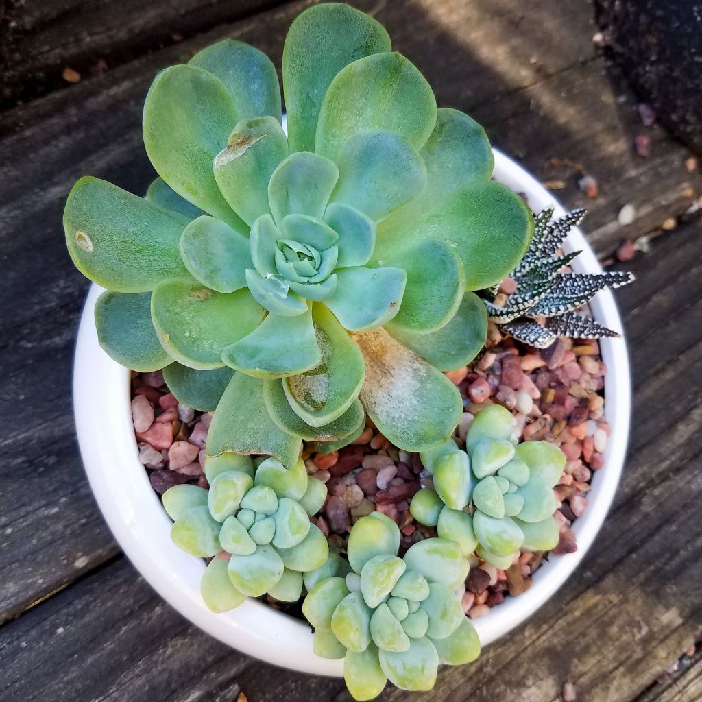 The Thing About&nbsp;Succulents