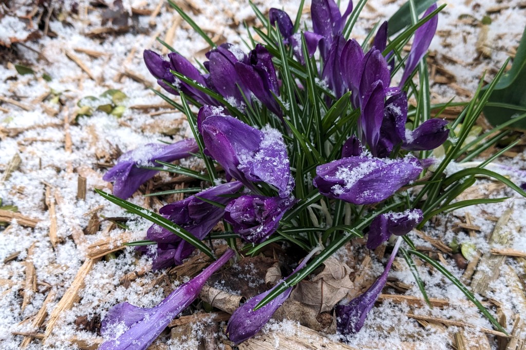 Springtime and the Little-Kid&nbsp;Years