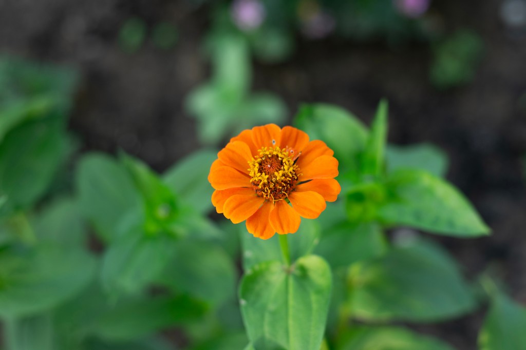 Zinnias for the&nbsp;Journey