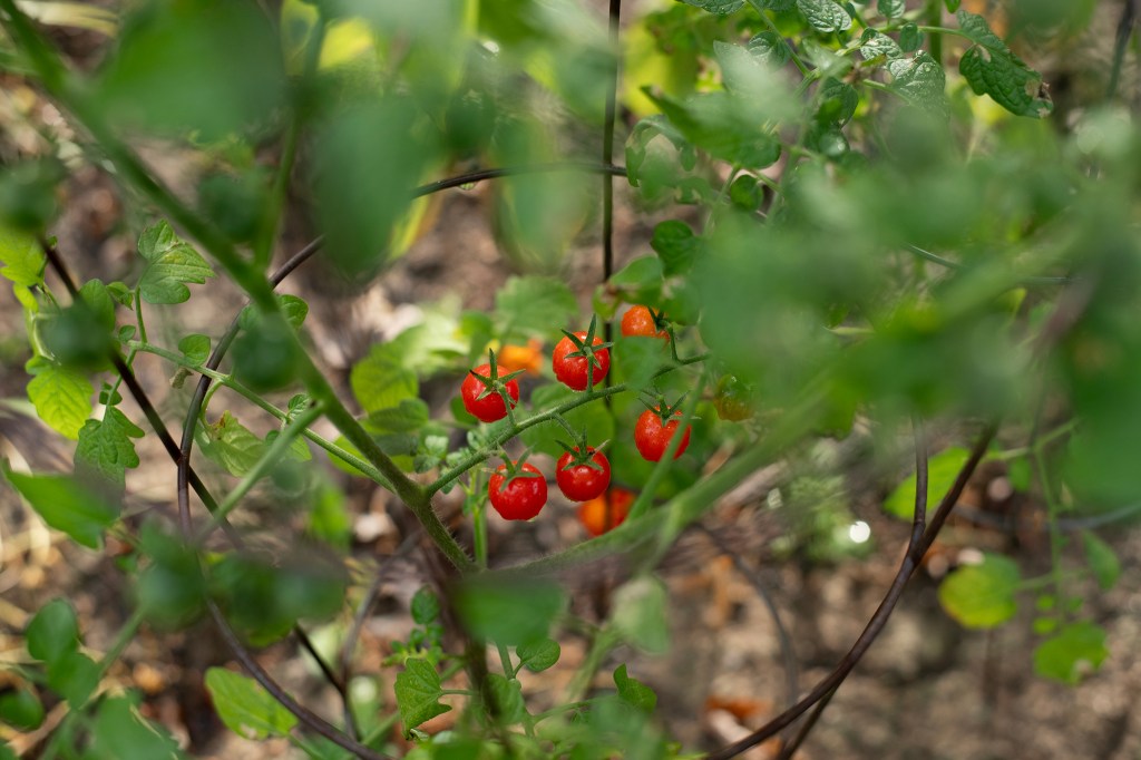 Tomato Plants and Other&nbsp;Miracles
